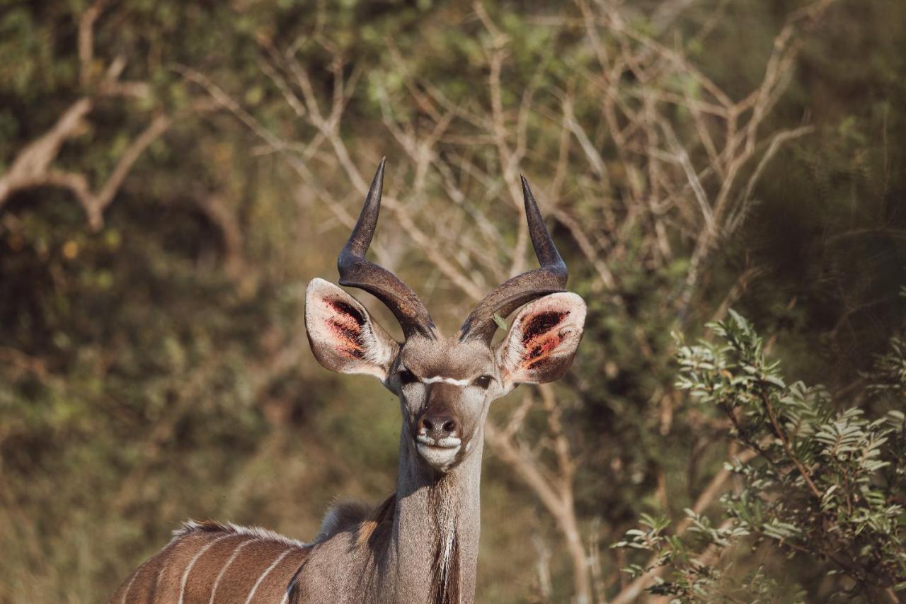 Oase By 7 Star Lodges - Greater Kruger Private 530Ha Reserve Hoedspruit Exterior photo